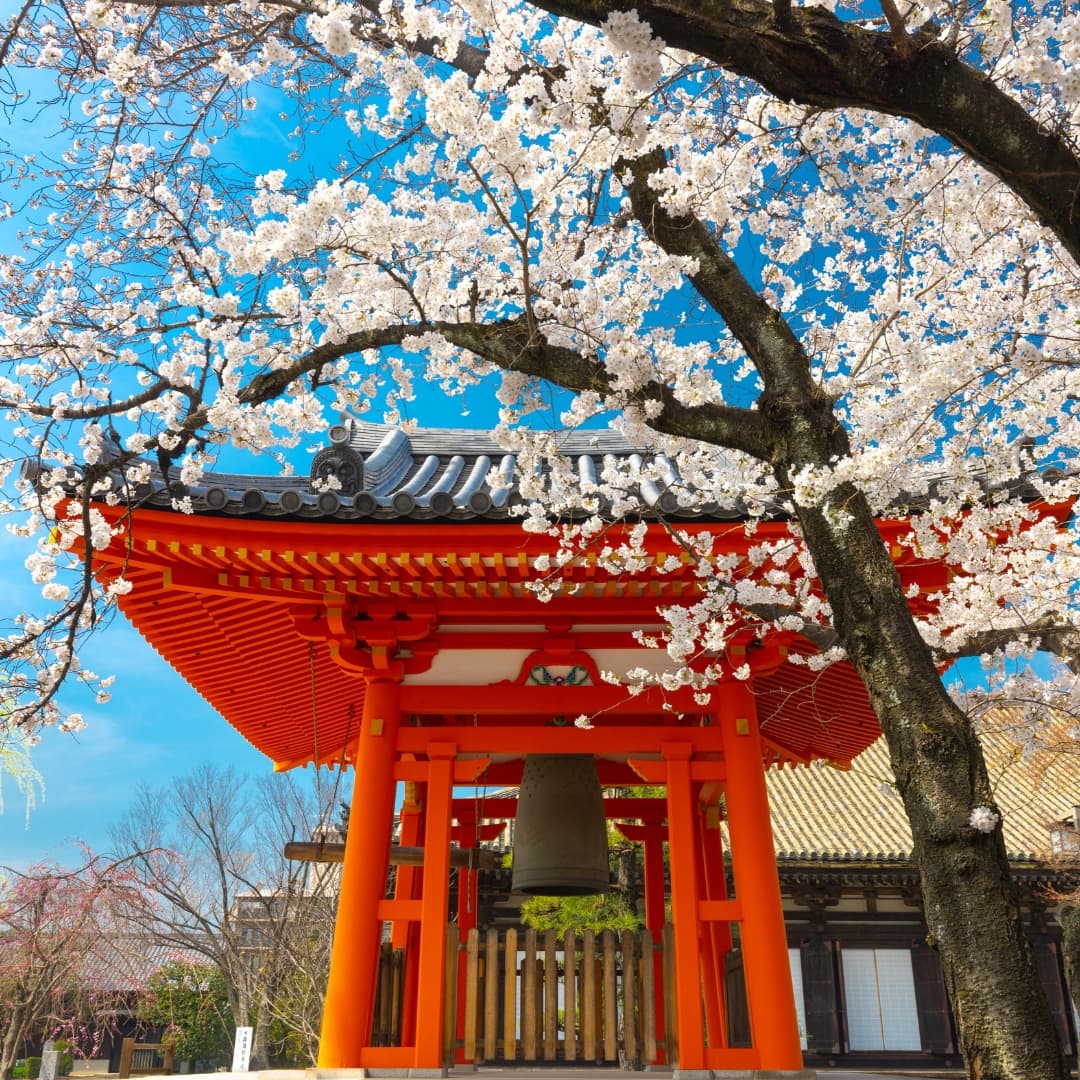 Japonya Turları